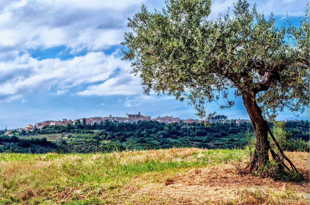 Un olivo in un campo con un borgo collinare sullo sfondo, immagine del territorio di Pianella pubblicata dall'organizzatore